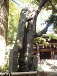 okusawashrine8.jpg