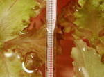50℃1.jpg