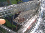 ice3.jpg