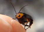 insects9.jpg