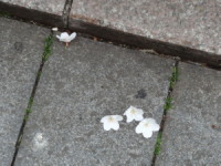 jiyugaoka221.jpg