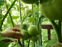 tomato15.jpg